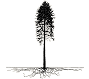 Meglio il legno del cemento