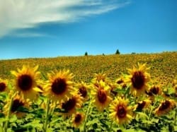 Rispondere ai cambiamenti climatici