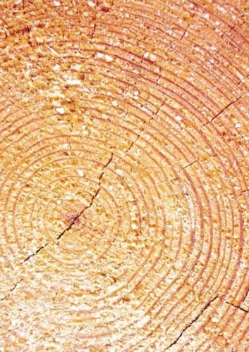 costruire in legno - Il legno fa bene alla salute. C'era qualche dubbio? 1 costruire in legno - Il legno fa bene alla salute. C'era qualche dubbio? 1