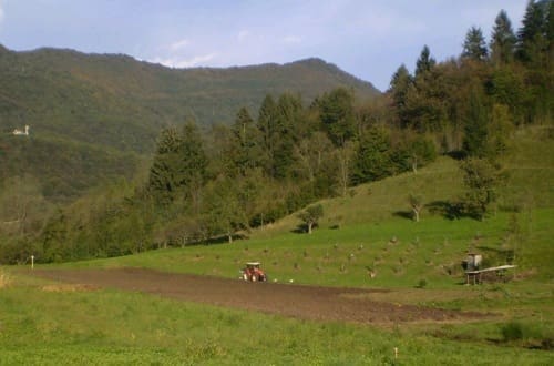 pecoranera