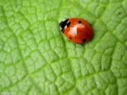 Le facciate verdi che problemi presentano?