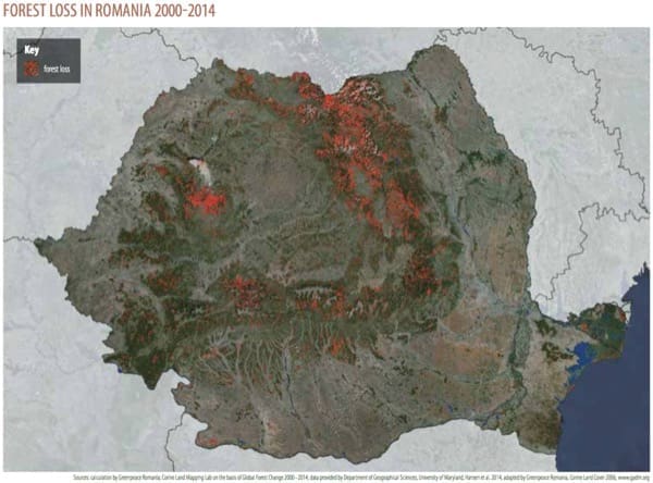 costruire in legno - Da dove viene il legno? meraviglioso materiale per edilizia 2 dove-viene-legno-materiale-edilizia-pefc