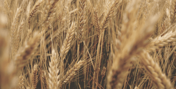 materiali salubri in edilizia - materiali bioecologici per ristrutturare o costruire più naturale 7