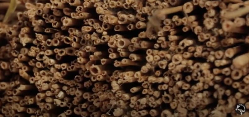 casa-legno-fai-da-te-tetto-canna-palustre