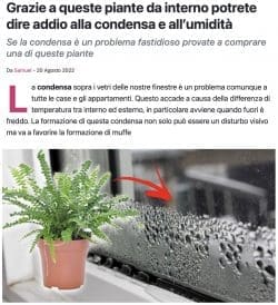 Contro la muffa, piante da interno e VMC