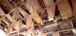 Tetto in legno, lana minerale o naturale?