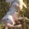 Avatar Marco