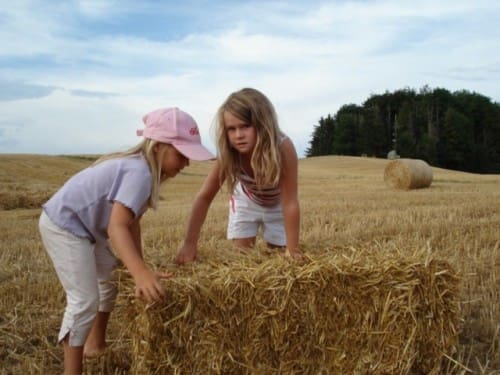 tag-balle-di-paglia tag-balle-di-paglia