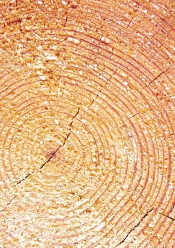 costruire in legno - Il legno fa bene alla salute. C'era qualche dubbio? 1