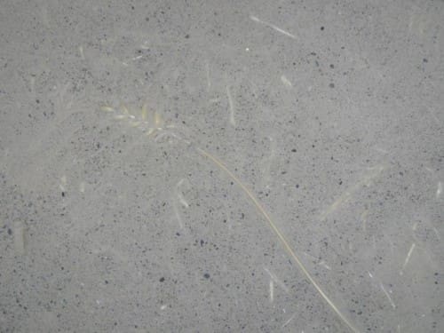 finitura interna parete - Foto posa intonaco interno – Zona Climatica E – GG 2173 – Porano (Terni) 3 Posa intonaco interno in argilla e paglia spessore 30mm in edificio in legno a telaio-01