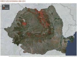 Da dove viene il legno? meraviglioso materiale per edilizia