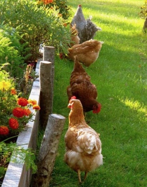 materiali salubri in edilizia - Uova bio nella tua casa bio 2