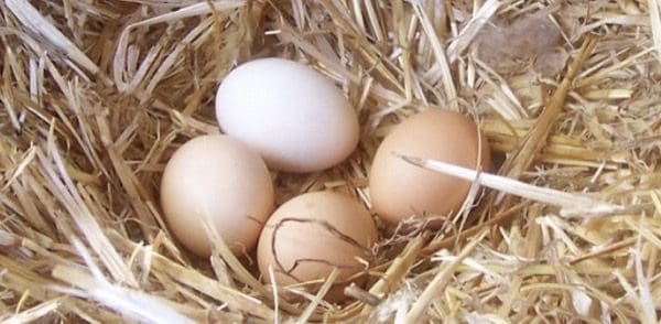 materiali salubri in edilizia - Uova bio nella tua casa bio 4
