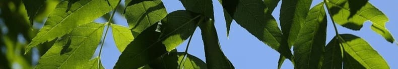 riscaldamento a legna - Il contenuto energetico del legno che bruciamo nella stufa 6 riscaldamento a legna - Il contenuto energetico del legno che bruciamo nella stufa 5