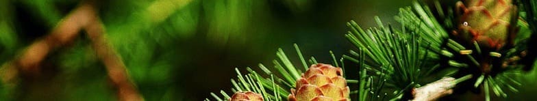 riscaldamento a legna - Il contenuto energetico del legno che bruciamo nella stufa 5 riscaldamento a legna - Il contenuto energetico del legno che bruciamo nella stufa 4