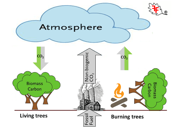riscaldamento a legna - Legna o pellet, energia grigia ed emissioni di CO2 4