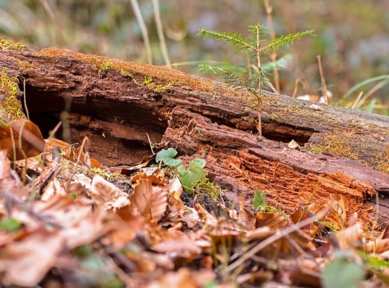 riscaldamento a legna - Legna o pellet, energia grigia ed emissioni di CO2 3