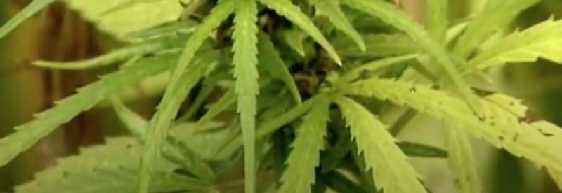 isolamento contro il caldo - Fibra di legno o fibra di canapa, è questo il dilemma 13 isolamento contro il caldo - Fibra di legno o fibra di canapa, è questo il dilemma 13