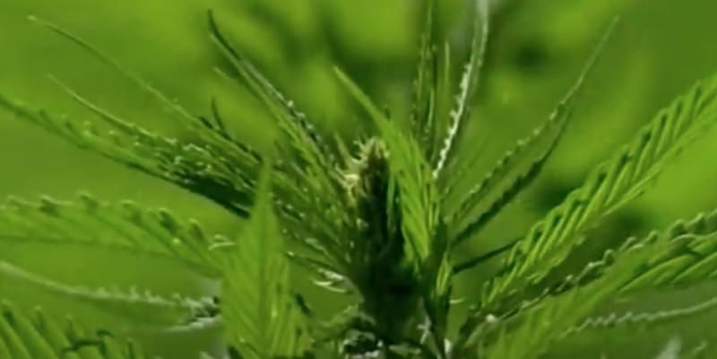 isolamento contro il caldo - Fibra di legno o fibra di canapa, è questo il dilemma 4 isolamento contro il caldo - Fibra di legno o fibra di canapa, è questo il dilemma 4