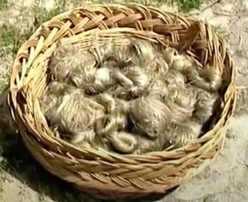 isolamento contro il caldo - Fibra di legno o fibra di canapa, è questo il dilemma 18 isolamento contro il caldo - Fibra di legno o fibra di canapa, è questo il dilemma 18