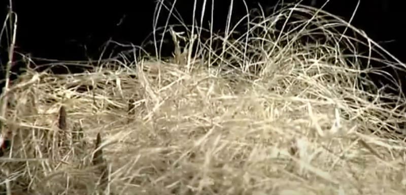 isolamento contro il caldo - Fibra di legno o fibra di canapa, è questo il dilemma 24 isolamento contro il caldo - Fibra di legno o fibra di canapa, è questo il dilemma 24