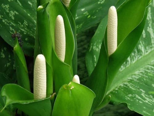 VMC nozioni - Contro la muffa, piante da interno e VMC 12 VMC nozioni - Contro la muffa, piante da interno e VMC 11