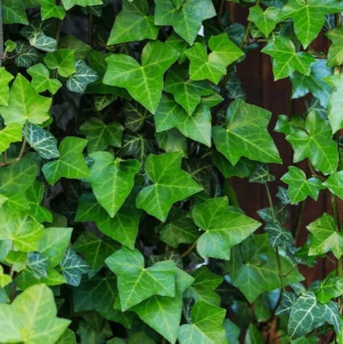 VMC nozioni - Contro la muffa, piante da interno e VMC 7 VMC nozioni - Contro la muffa, piante da interno e VMC 6