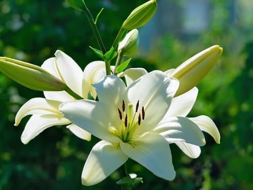 VMC nozioni - Contro la muffa, piante da interno e VMC 8 VMC nozioni - Contro la muffa, piante da interno e VMC 7