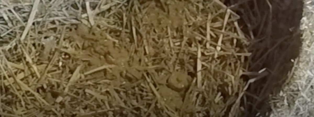 isolamento interno - Isolamento interno in paglia e argilla 8 isolamento interno - Isolamento interno in paglia e argilla 8