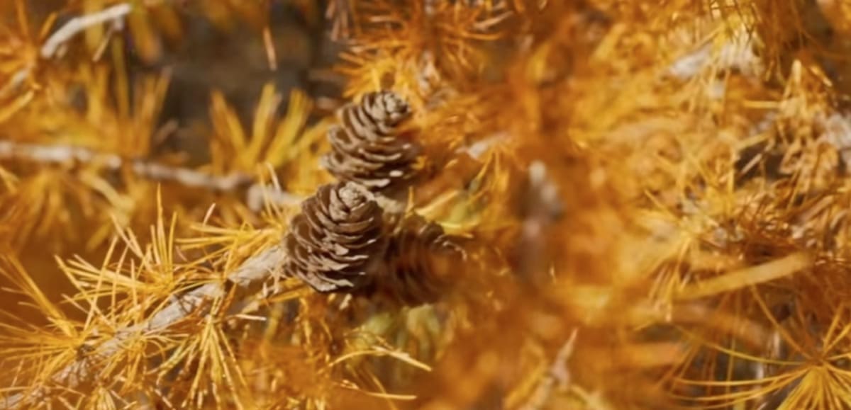 isolamento interno - Architrave in larice, isolamento e durata eterna 5